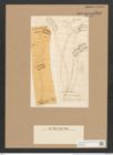 Achnanthes longipes Ag. (de-Toni-Nr.: Genus 43, Species 1918) Zeichnungen Sammlung Grunow Nr. 3812 (NHMW-BOT-W0371492)